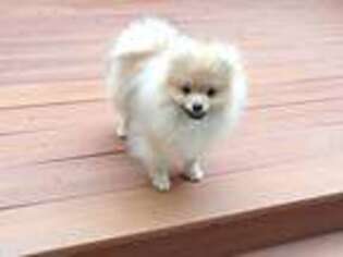 Pomeranian Puppy for sale in Pleasant Hill, CA, USA