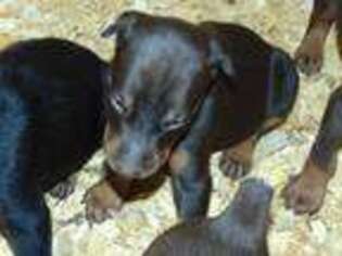 Doberman Pinscher Puppy for sale in Big Sandy, TX, USA