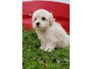 Goldendoodle Puppy for sale in Whitesboro, TX, USA