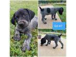 German Shorthaired Pointer Puppy for sale in Sparta, NC, USA