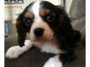 Cavalier King Charles Spaniel Puppy for sale in Garden City, MO, USA