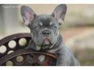 French Bulldog Puppy for sale in Allen, OK, USA