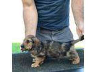 Dachshund Puppy for sale in Carpentersville, IL, USA
