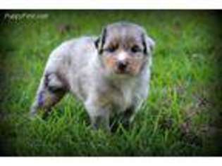 Australian Shepherd Puppy for sale in Iota, LA, USA