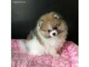 Pomeranian Puppy for sale in Wagner, SD, USA