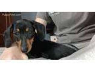Dachshund Puppy for sale in Matamoras, PA, USA