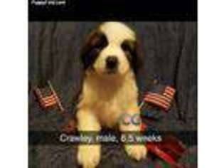 Saint Bernard Puppy for sale in Pueblo, CO, USA