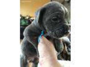 Neapolitan Mastiff Puppy for sale in Moberly, MO, USA