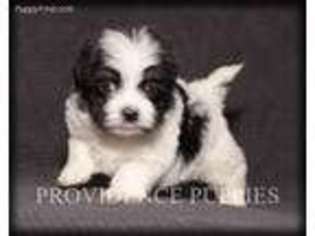 Havanese Puppy for sale in Wayland, IA, USA