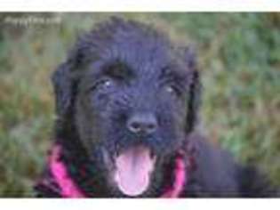 Black Russian Terrier Puppy for sale in Anderson, SC, USA