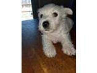 West Highland White Terrier Puppy for sale in Stoutsville, OH, USA