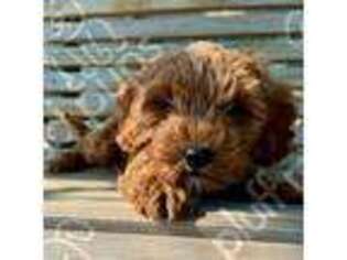 Cavapoo Puppy for sale in Beaufort, SC, USA
