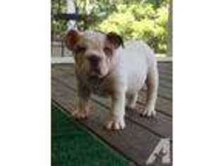 Bulldog Puppy for sale in WINCHESTER, KY, USA