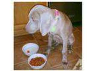Weimaraner Puppy for sale in INDIANAPOLIS, IN, USA