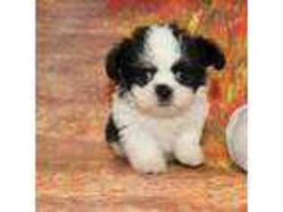 Mi-Ki Puppy for sale in Jacksonville, FL, USA