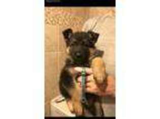 German Shepherd Dog Puppy for sale in Princeton, KY, USA