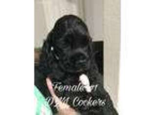 Cocker Spaniel Puppy for sale in Roanoke, TX, USA