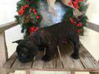 French Bulldog Puppy for sale in Lerna, IL, USA
