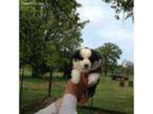 Pembroke Welsh Corgi Puppy for sale in Sulphur Springs, TX, USA