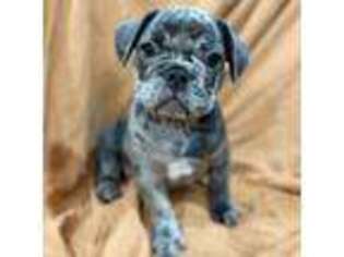 French Bulldog Puppy for sale in Brooklyn, NY, USA