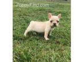 French Bulldog Puppy for sale in Marion, IL, USA