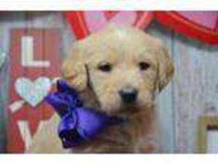 Mutt Puppy for sale in East Palestine, OH, USA