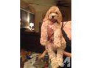 Labradoodle Puppy for sale in BEVERLY HILLS, CA, USA