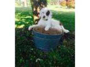 Labradoodle Puppy for sale in Ewing, KY, USA