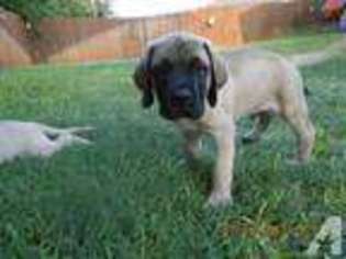Mastiff Puppy for sale in BELTON, TX, USA