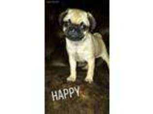 Pug Puppy for sale in Woodway, TX, USA
