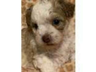 Bichon Frise Puppy for sale in Sumter, SC, USA