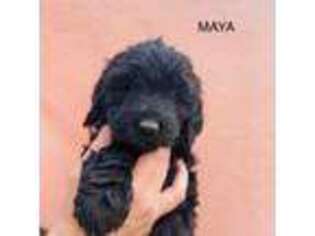 Mutt Puppy for sale in New Carlisle, OH, USA