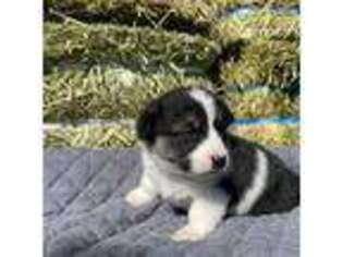 Pembroke Welsh Corgi Puppy for sale in Kodiak, AK, USA