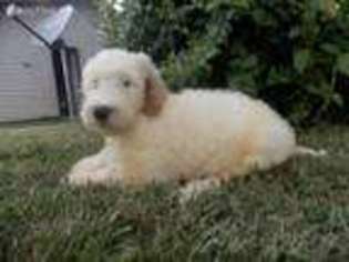 Mutt Puppy for sale in Salem, KY, USA