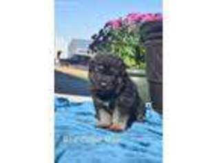 German Shepherd Dog Puppy for sale in Lesterville, SD, USA