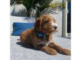 Goldendoodle Puppy for sale in Martinez, CA, USA