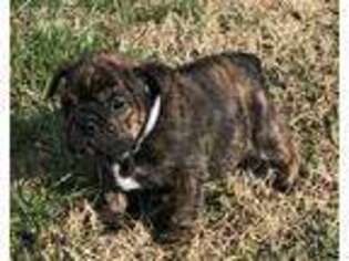 Bulldog Puppy for sale in Sandston, VA, USA