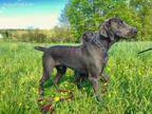 Weimaraner Puppy for sale in Downingtown, PA, USA