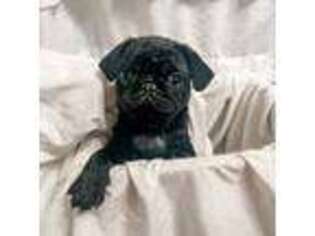 Pug Puppy for sale in Calhan, CO, USA