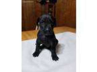Great Dane Puppy for sale in Bishop, TX, USA