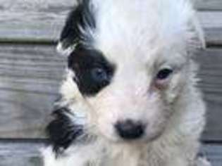 Miniature Australian Shepherd Puppy for sale in Maurice, LA, USA