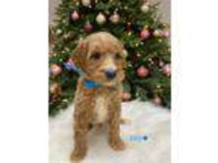 Goldendoodle Puppy for sale in Redmond, WA, USA