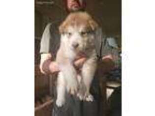 Alaskan Malamute Puppy for sale in Grand Bay, AL, USA