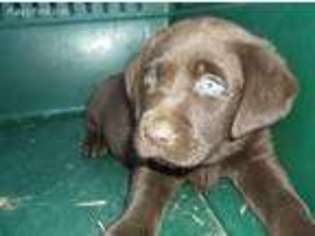 Labrador Retriever Puppy for sale in Mendota, IL, USA