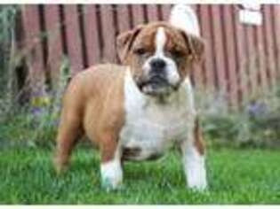 Bulldog Puppy for sale in Baltic, OH, USA