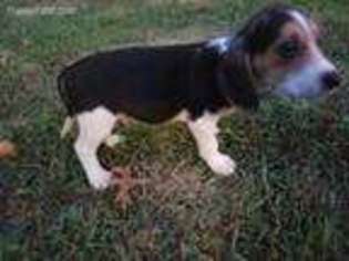 Beagle Puppy for sale in Berryville, AR, USA