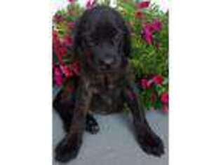 Mastiff Puppy for sale in Clarion, PA, USA