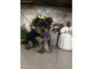 Yorkshire Terrier Puppy for sale in Fairland, IN, USA