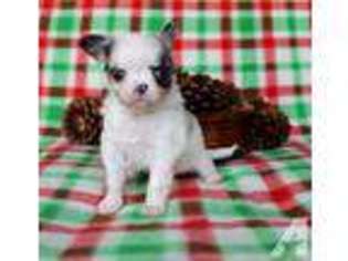 Chihuahua Puppy for sale in STOCKTON, CA, USA