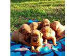 Vizsla Puppy for sale in Pierson, FL, USA